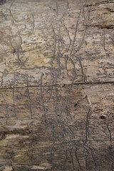 termite trails