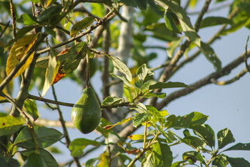 avocado on the tree, photo in the afternoon