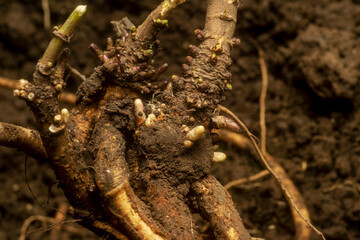 Hop (Humulus Lupulus) roots system. Close up view where you can see the earley stage sprouts