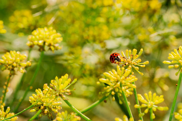 Ladybird on fennelÂ´s flowers