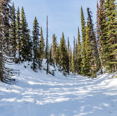 Obraz na płótnie Canvas winter green pine forest tall trees early spring snow on the ground