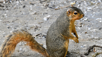 squirrel feeding along the hiking trail