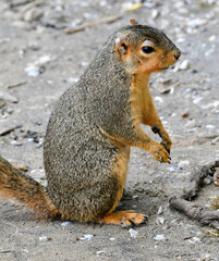 squirrel feeding along the hiking trail