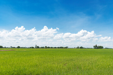 Rice field blue sky with clouds