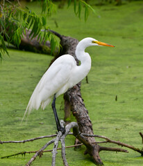 Egret bird hunting for fish