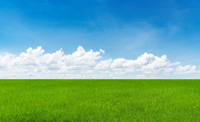 Fototapeta na wymiar Rice field blue sky with clouds