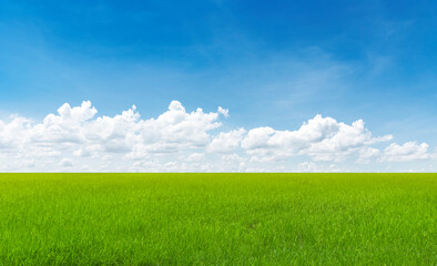 Rice field blue sky with clouds