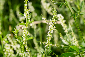 Melilotus Alba, flowers in bloom with green blurred background