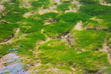 後郷川の水中の藻
