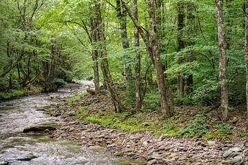 Forest Stream in Summer