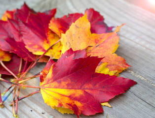 Red and yellow leaves bouquet on vintage wooden background. Fall leaves on sunny day.