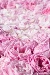 Covering of roses and pink rose petals with perspective