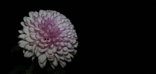 A single dahlia flower on a black background