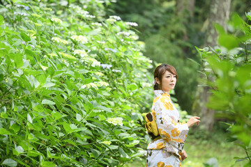 浴衣を着た日本人女性　アジサイの庭を散策