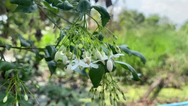 Close up white Wrightia religiosa flower in nature garden