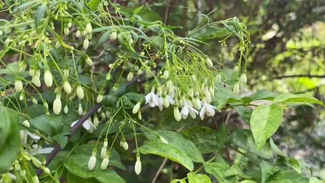 Close up white Wrightia religiosa flower in nature garden