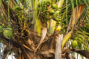 Coconut tree full of coconuts on a sunny day. Park in Brazil.