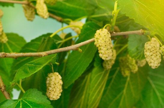 Branch of a tree of white Mulberries (Morus Alba) with sunlight coming from the right