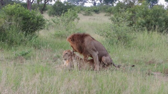 Healthy pair of African Lions mate, copulate in dry grass meadow