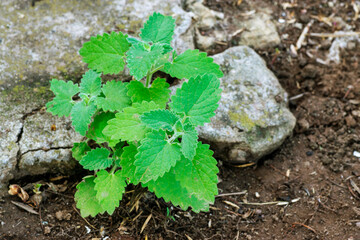 Catnip (Nepeta Cataria var. citriodora) seedling growing between stones fissures
