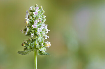 Catnip (Nepeta cataria) inflorecense, close up on a green blurred background