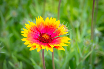 A closeup image of a firewheel flower