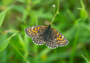 False heath fritillary, Melitaea diamina resting with spread wings