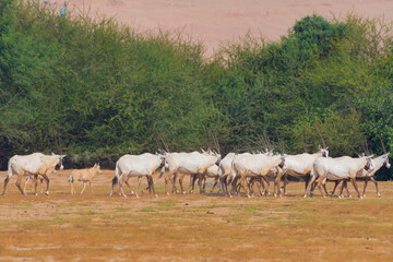 Obraz na płótnie Canvas Arabian oryx or white oryx