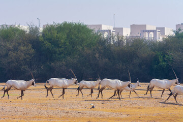 Arabian oryx or white oryx
