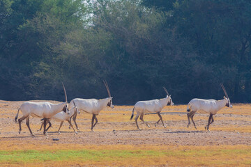 Naklejka na ściany i meble Arabian oryx or white oryx