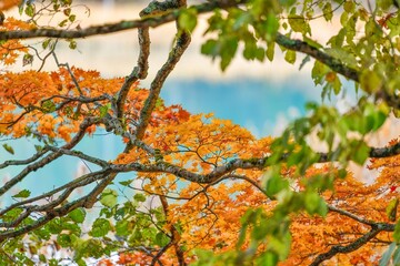 モミジの黄葉とエメラルドグリーンの弁天沼の水面のコラボ情景＠五色沼、福島