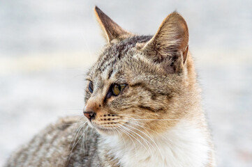 cat, straycat, feralcat 고양이