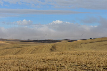 wind farm in the field
