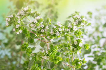 Oregano (Origanum Vulgare) flowers in bloom with green blurred background and sunlight coming from above