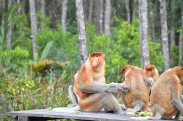 Naklejka premium A natural life of Proboscis monkey in Borneo.