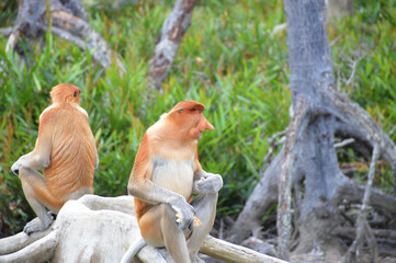 A natural life of Proboscis monkey in Borneo.