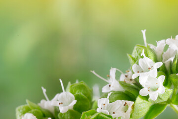 Oregano (Origanum Vulgare) flowers in bloom with green blurred background and negative space