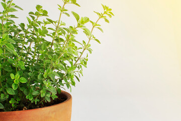 Oregano plant in a pot isolated on white background with negative space and sunlight coming from the right