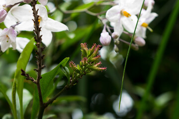 Fototapeta premium Jasmine Nightshade
