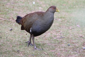 Tasmanian Native Hen (Tribonyx mortieri), Oyster Cove, Tasmania, Australia.