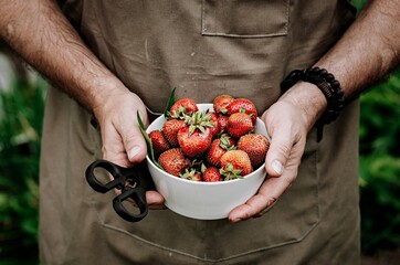 Male hands are holding a white bowl with fresh juicy strawberries. The farmer harvests strawberries. Harvesting fresh seasonal organic berry fruit. Human hands in the frame. Seasonal antioxidant.