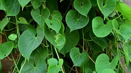 Tinospora cordifolia Heart-leaved Plant Closeup giloy, amrita, gudbel
