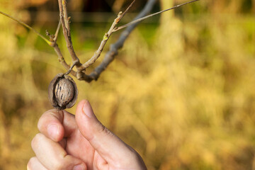 Obraz premium Pecan nut being harvested by a farmer in a cultivation field. With yellow blurred background with copy space