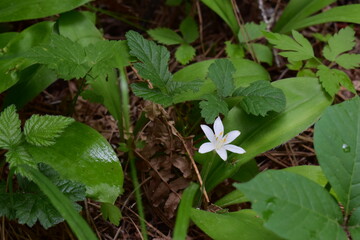 white flower in the garden