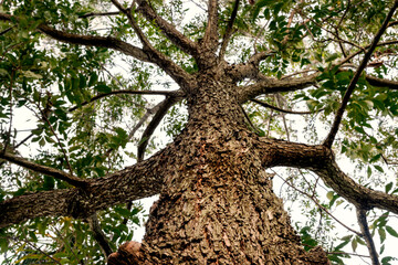 Pecan nut tree (Carya illinoinensis). Nadir photography of Pecan tree showing the size of it. With selective focusing and copy space.
