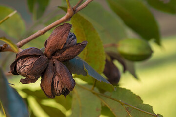 Pecan nuts (Carya illinoinensis). Close up macro photography of three Pecan nuts with green blurred...