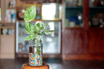small life in water air purifying leaves