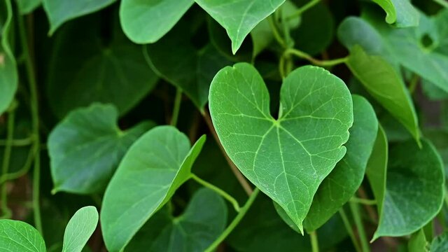 closeup of tinospora cordifolia leaf,gudbel,giloy