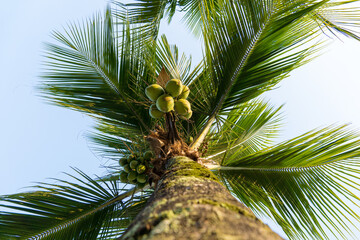 Coconut tree full of coconuts on a sunny day. Park in Brazil.
