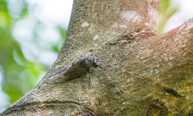 Cicada stayed on tree background